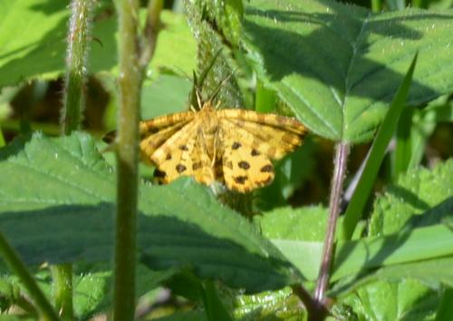 Réf. 257 363 : Pseudopanthera macularia